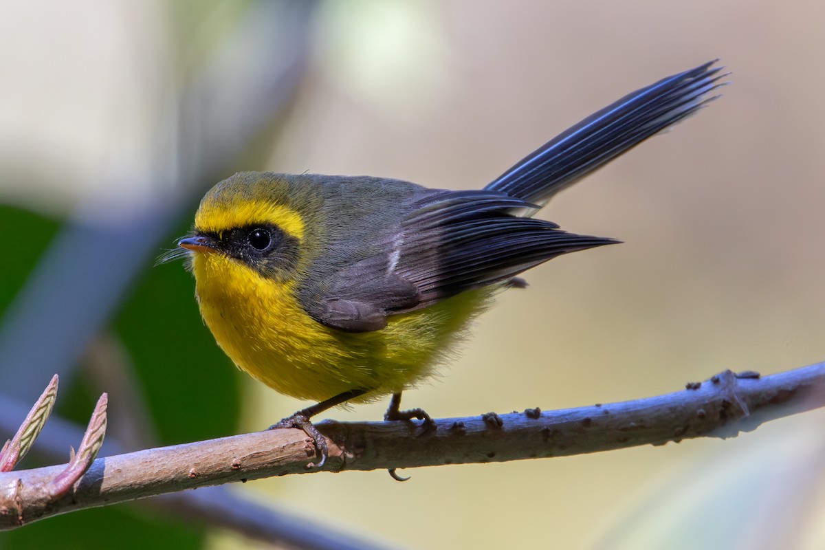 Yellow-bellied Fairy-Fantail - ML651128568