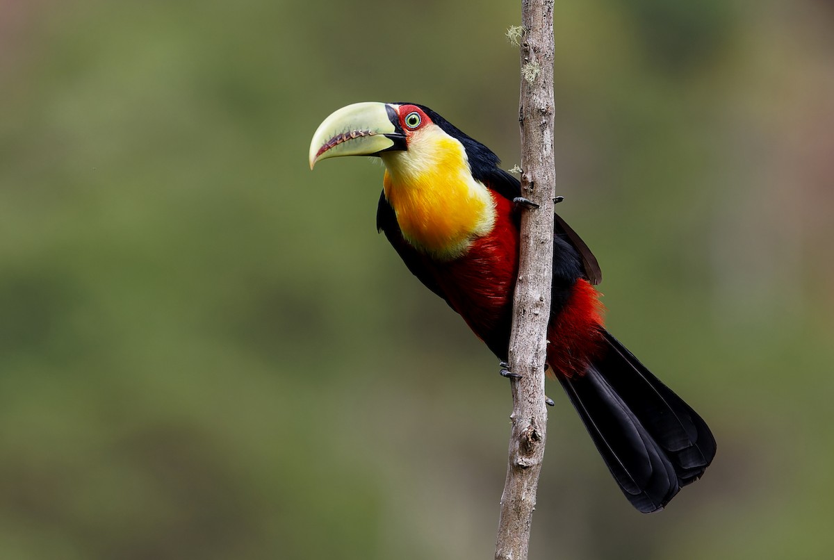 Kızıl Gerdanlı Tukan - ML651128593