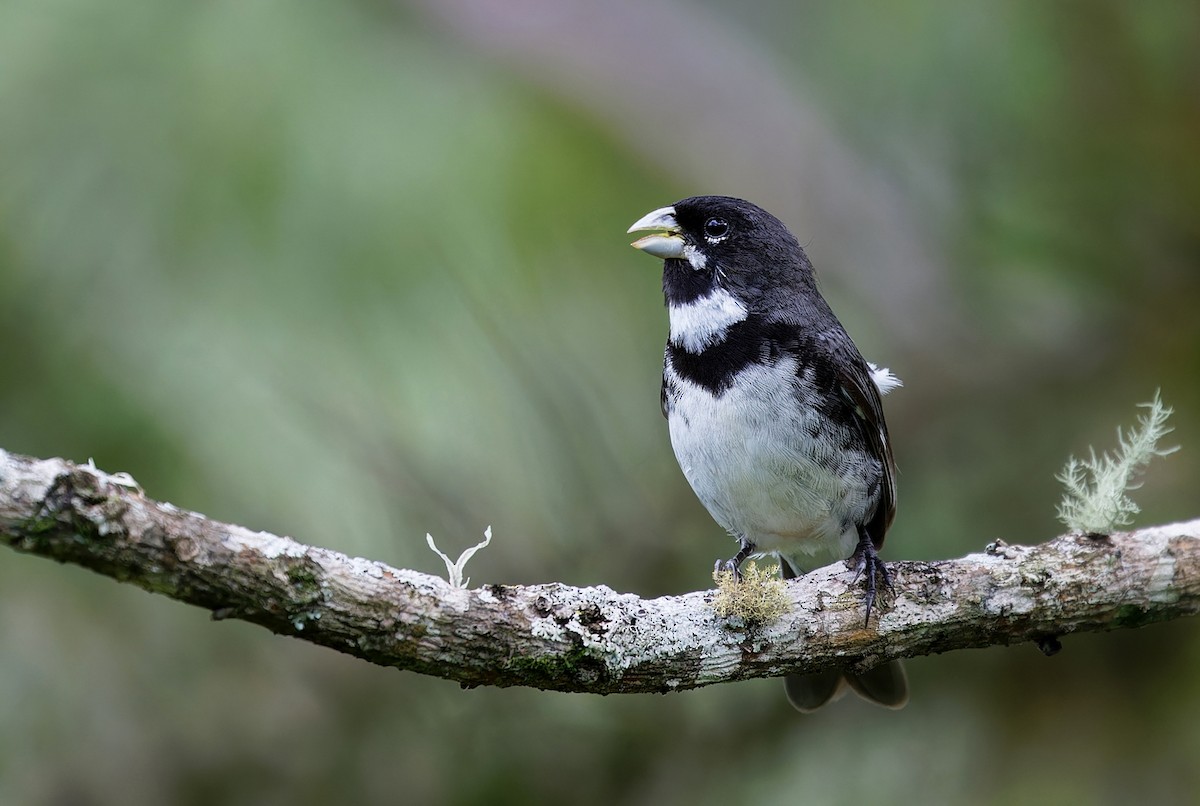 Çift Halkalı Tohumcul - ML651128610