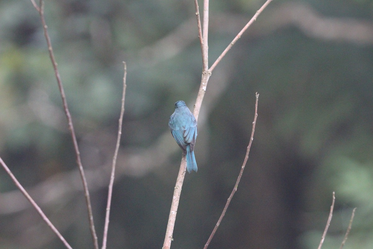 Verditer Flycatcher - ML651128674