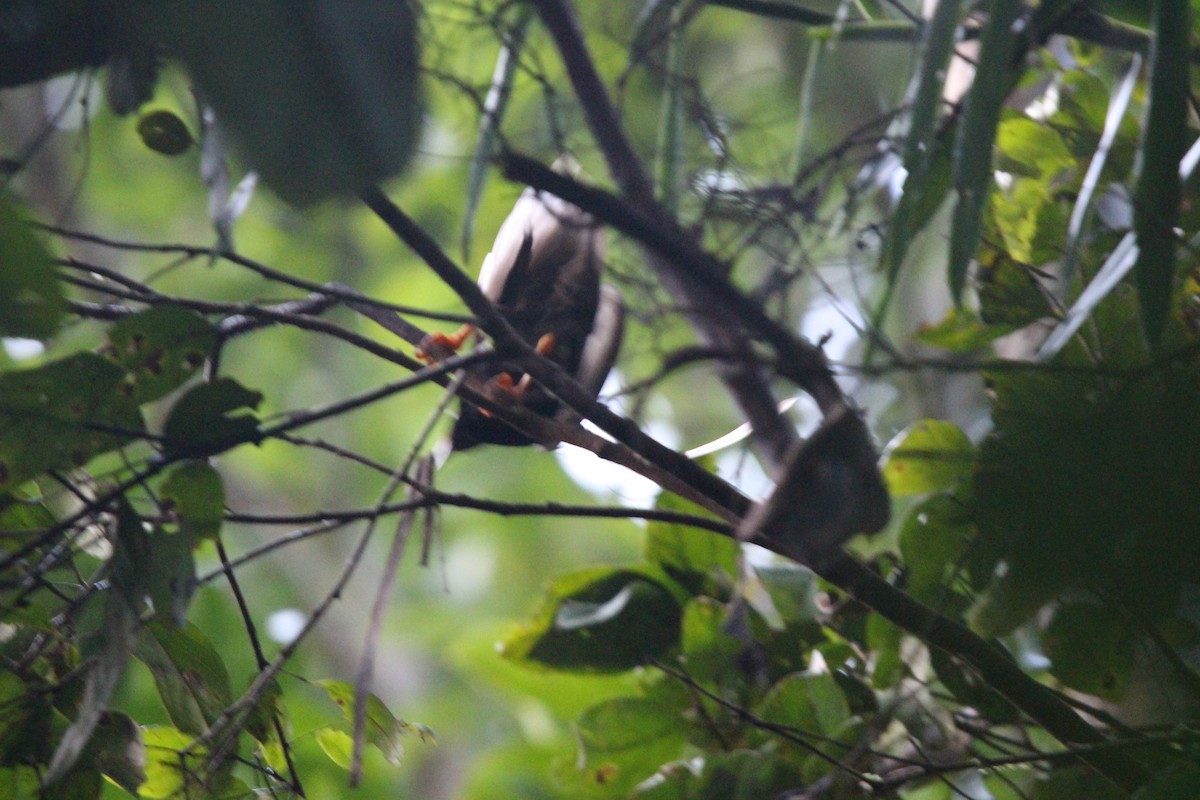 Standardwing Bird-of-Paradise - ML651128726