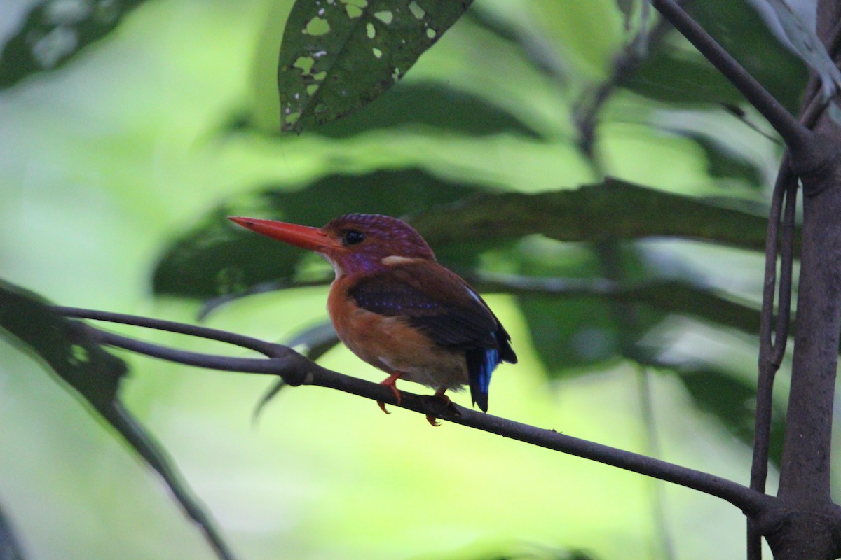 Sulawesi Dwarf-Kingfisher - ML651128791