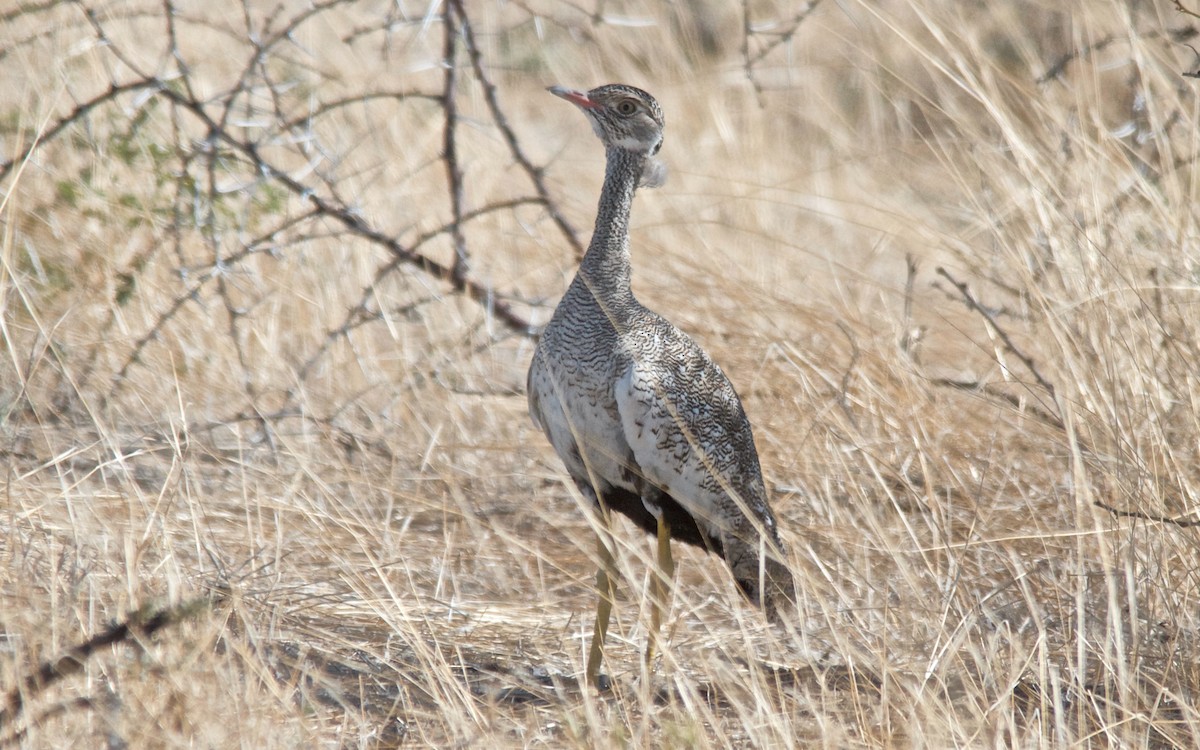 White-quilled Bustard - ML651129072
