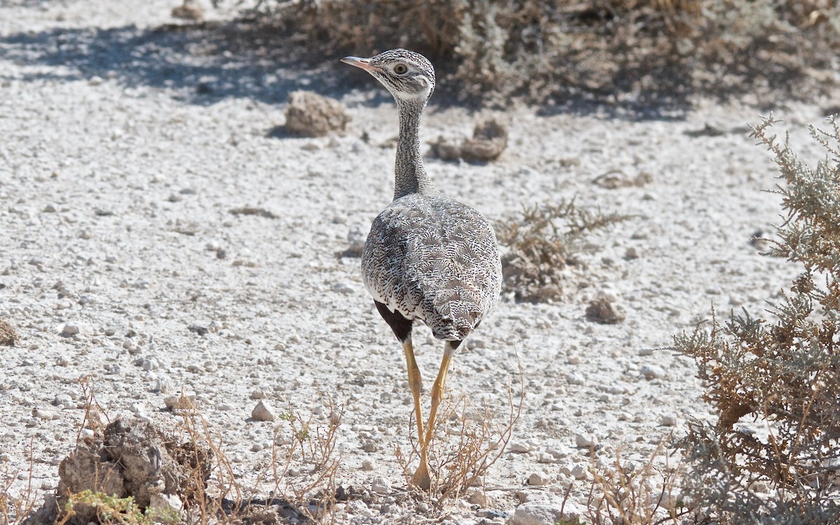 White-quilled Bustard - ML651129073