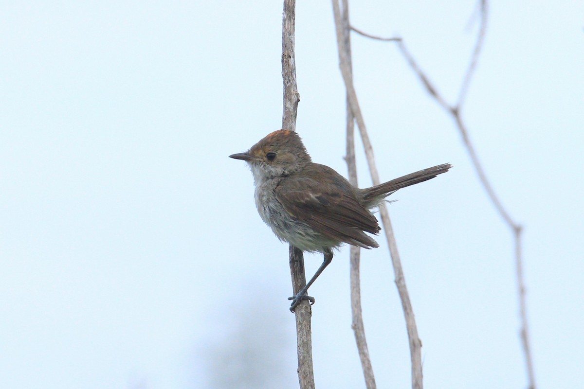 Fulvous-crowned Scrub-Tyrant - ML651129228