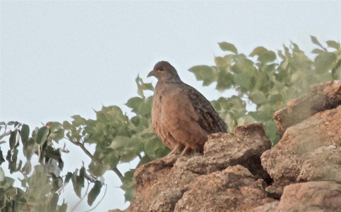 Francolín de Hartlaub - ML651129265