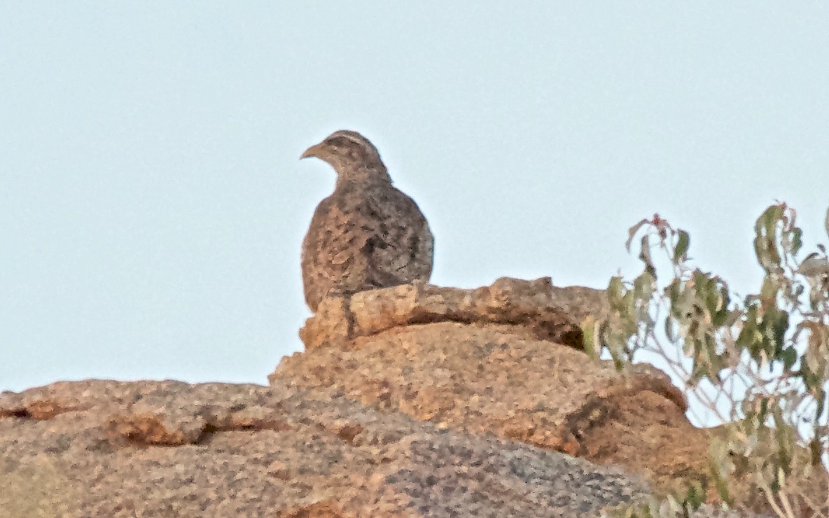 Francolín de Hartlaub - ML651129266