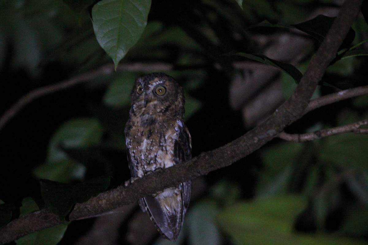Sulawesi Scops-Owl - ML651129316