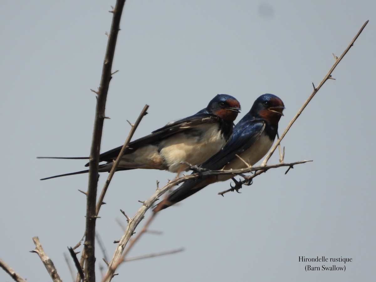 låvesvale - ML651129520