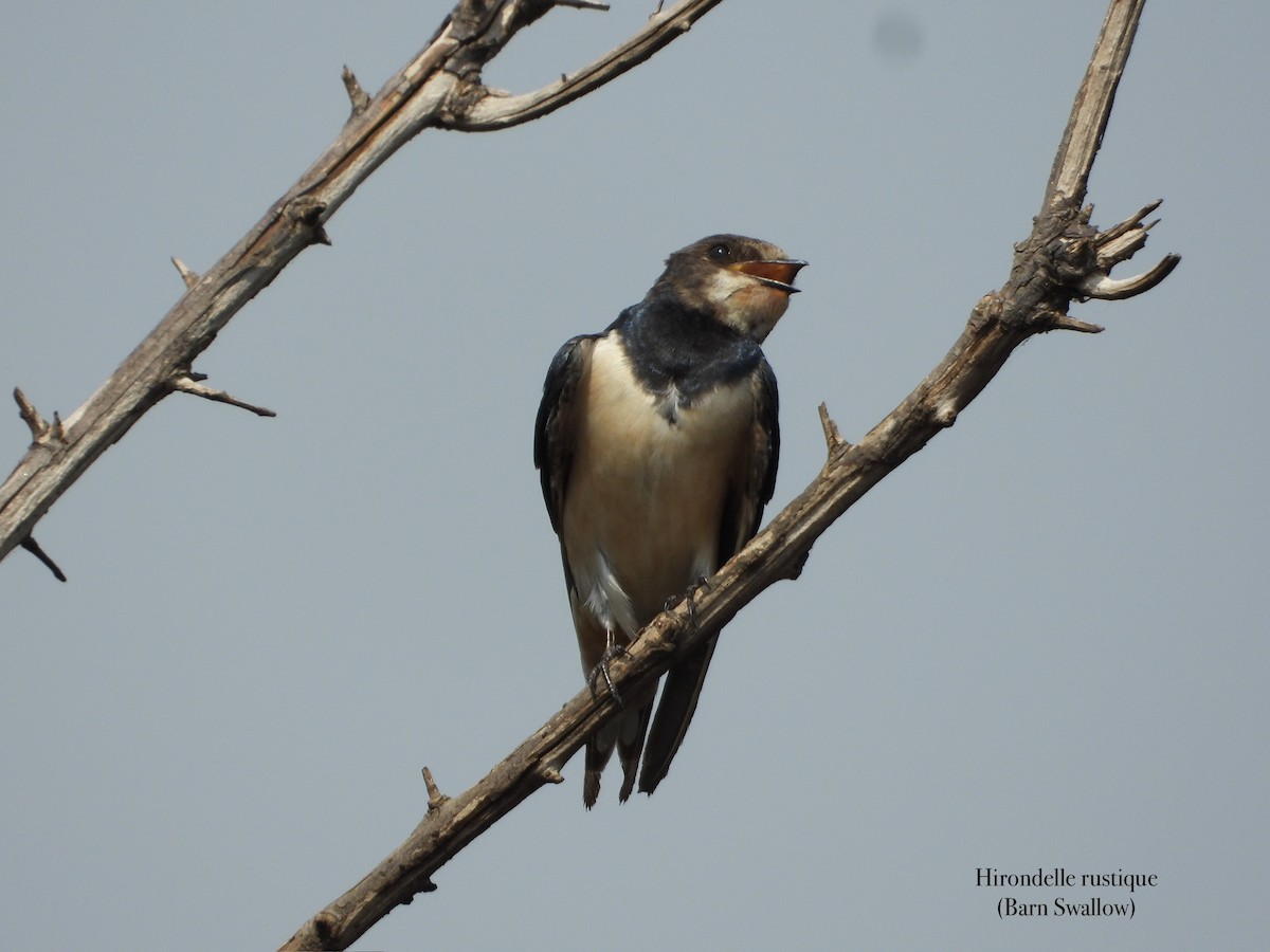 låvesvale - ML651129521