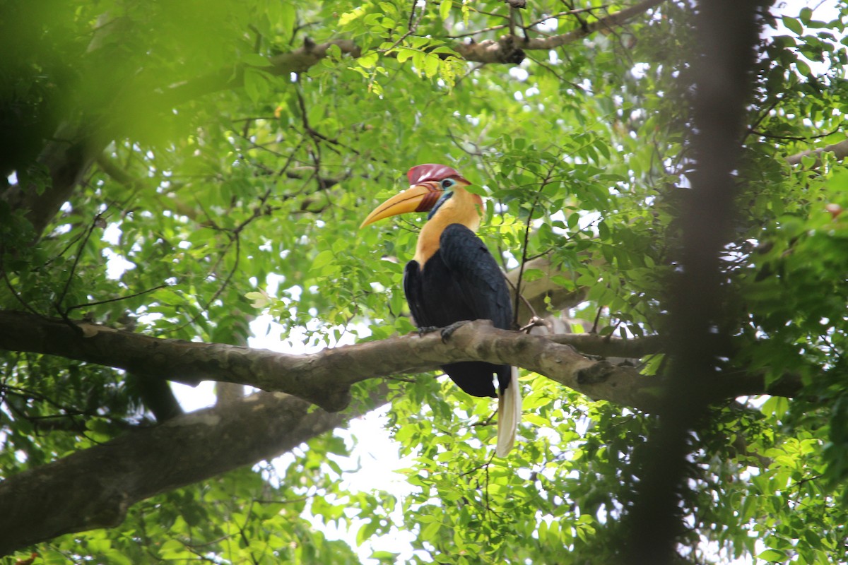 Knobbed Hornbill - ML651129654