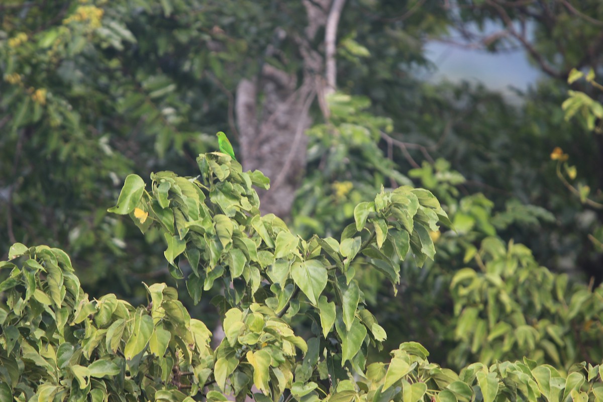 Pygmy Hanging-Parrot - ML651129742