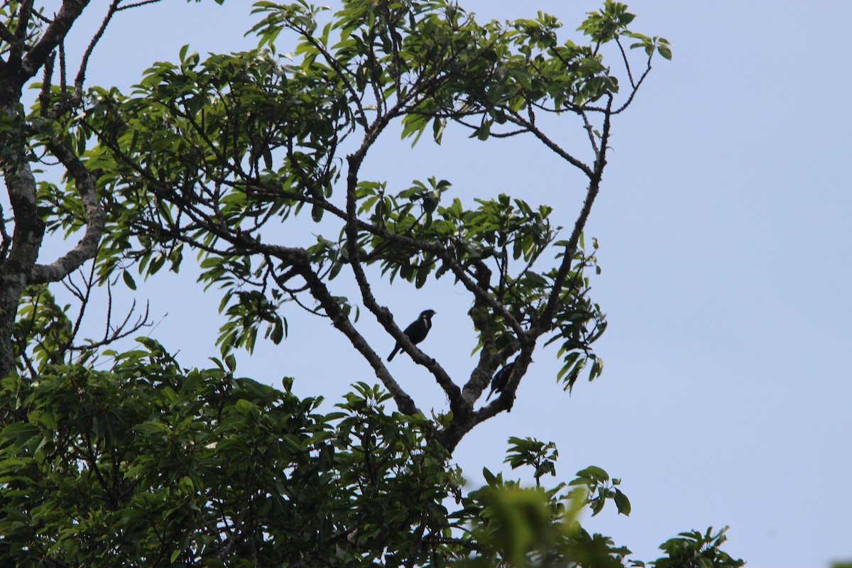 Sulawesi Myna - ML651129787