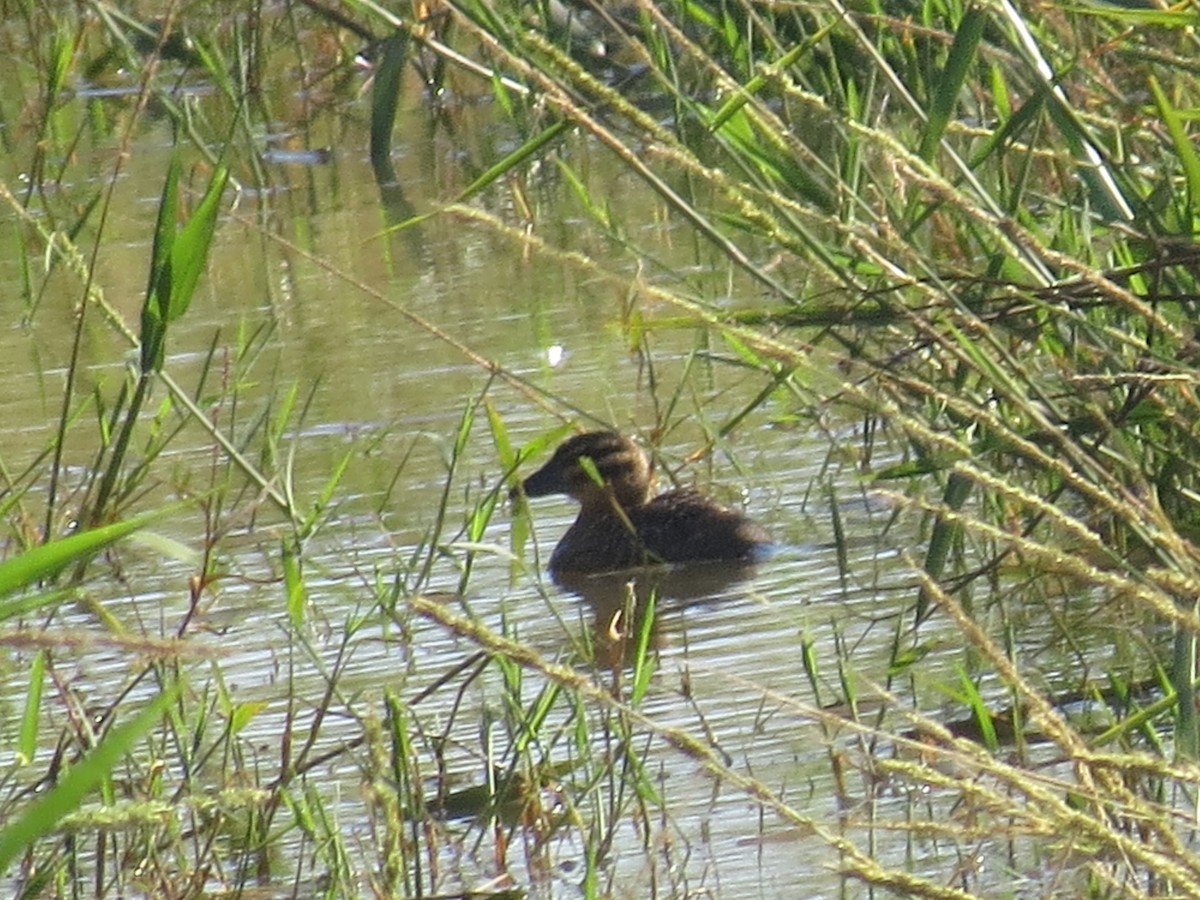 Masked Duck - ML651129911
