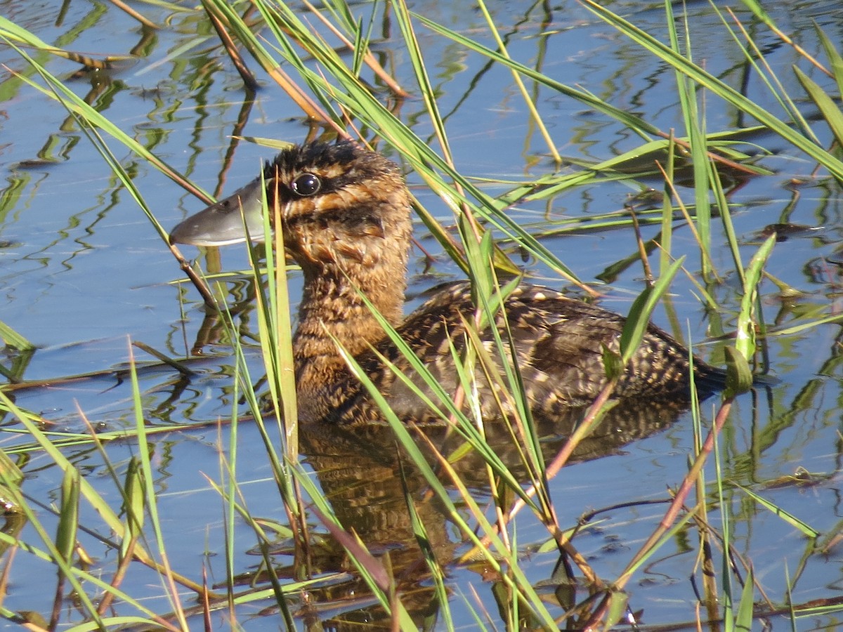 Masked Duck - ML651129917