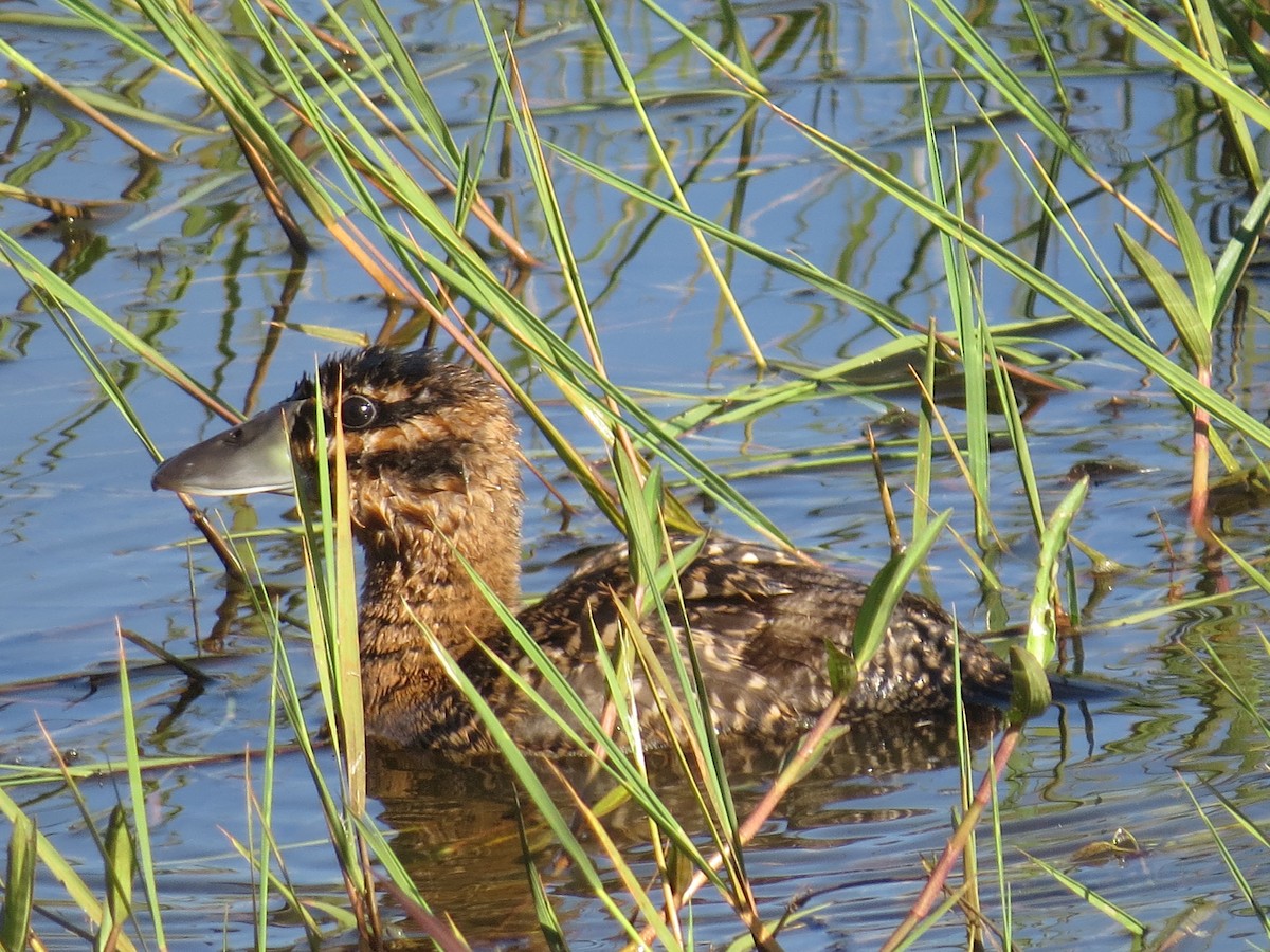 Masked Duck - ML651129918