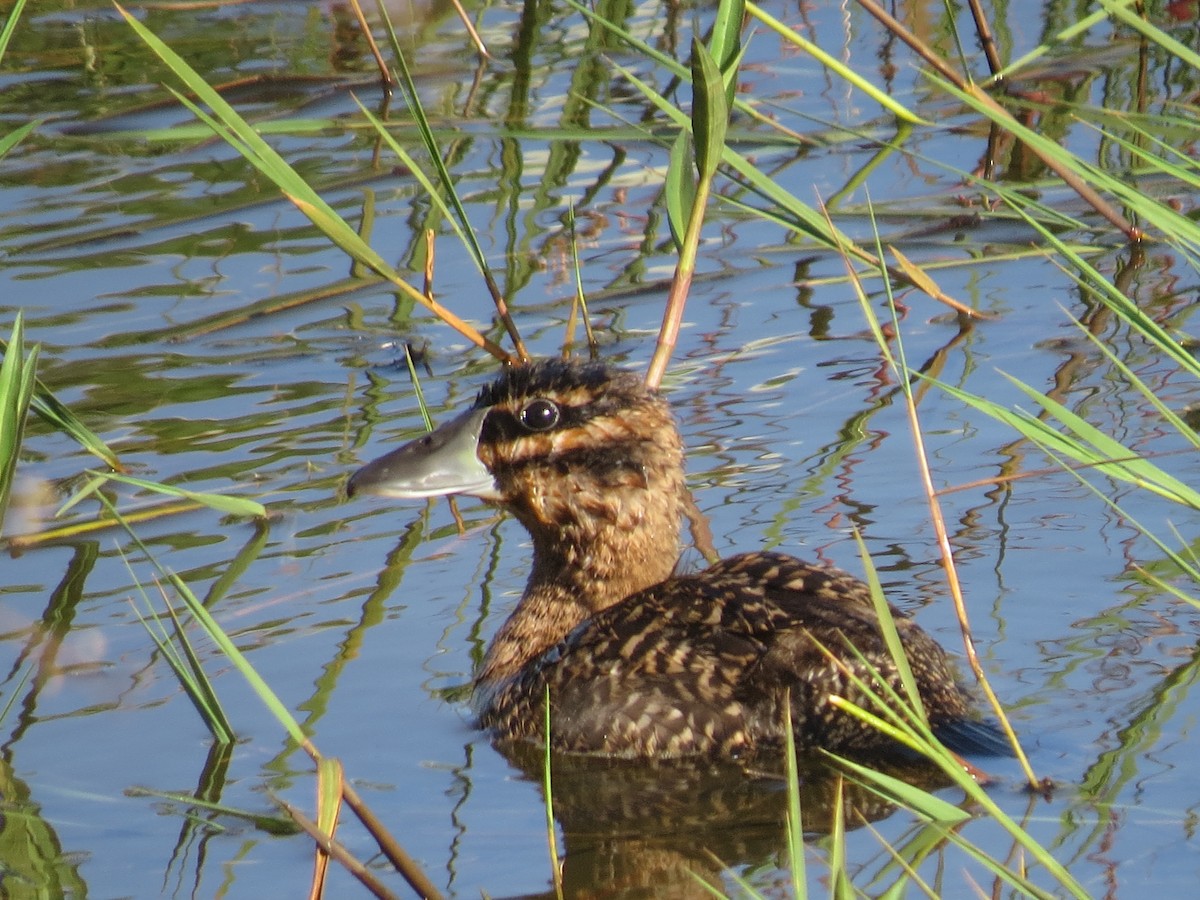 Masked Duck - ML651129920