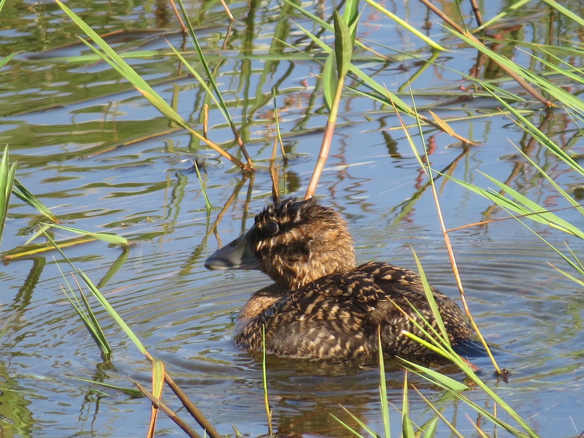 Masked Duck - ML651129924