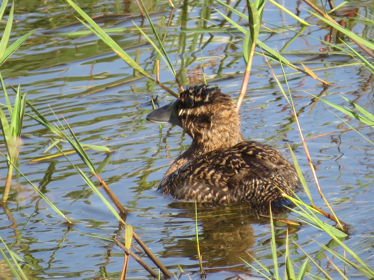 Masked Duck - ML651129925