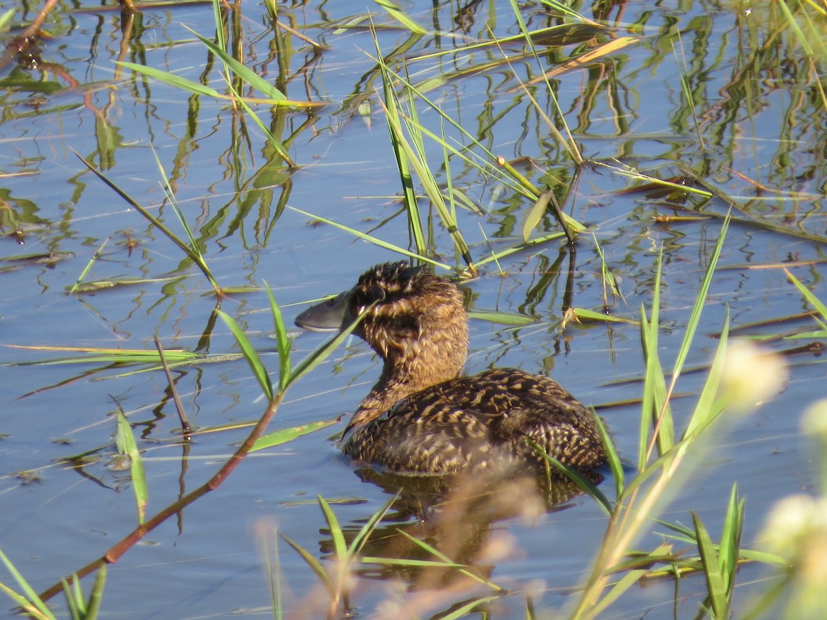 Masked Duck - ML651129926