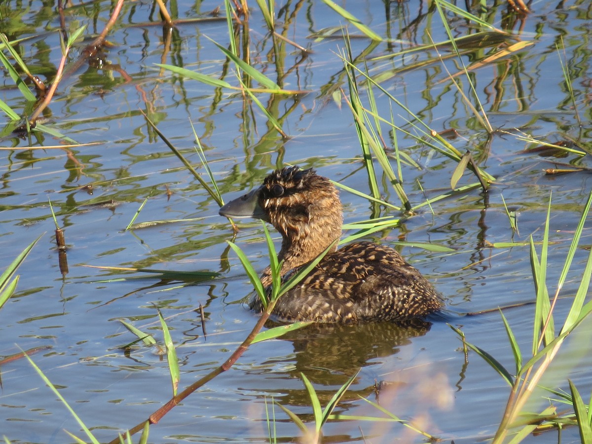 Masked Duck - ML651129927