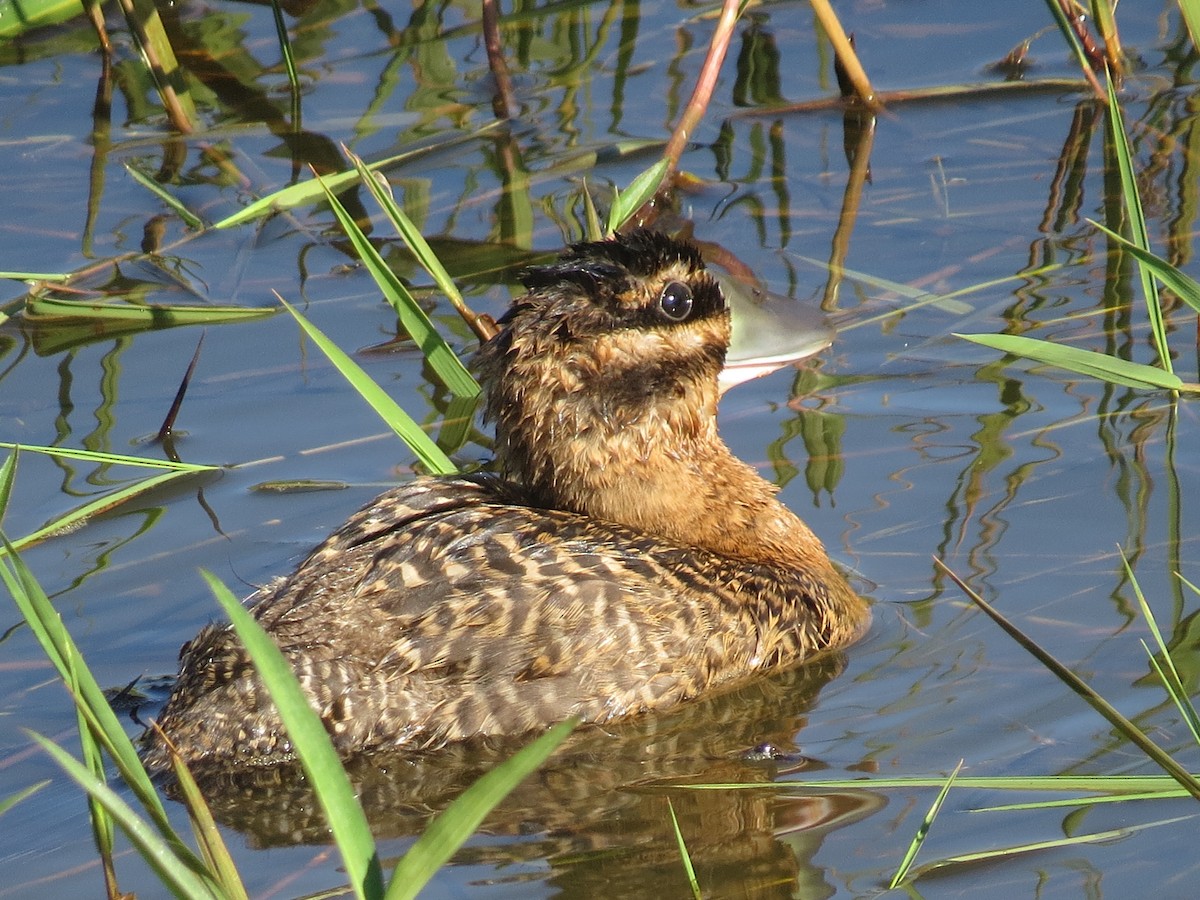 Masked Duck - ML651129928