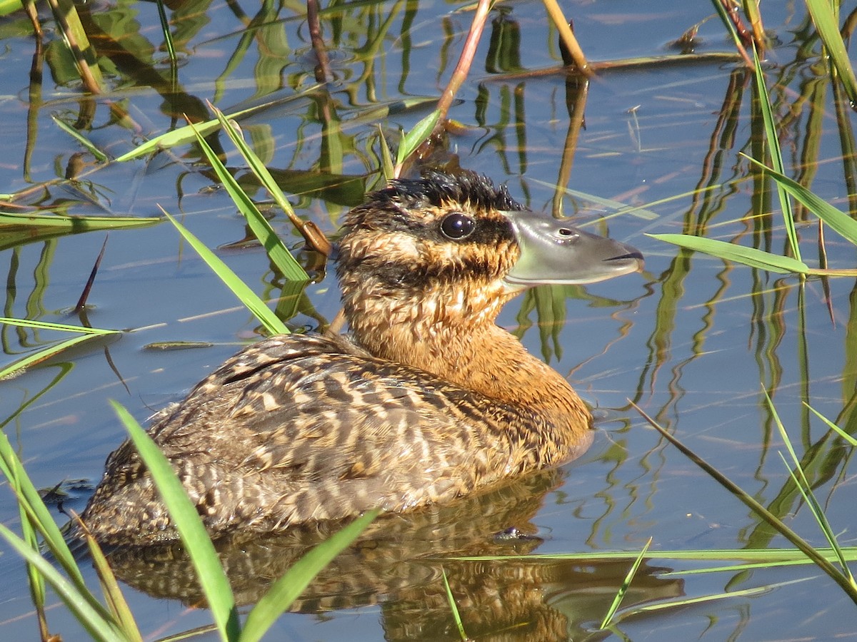 Masked Duck - ML651129929