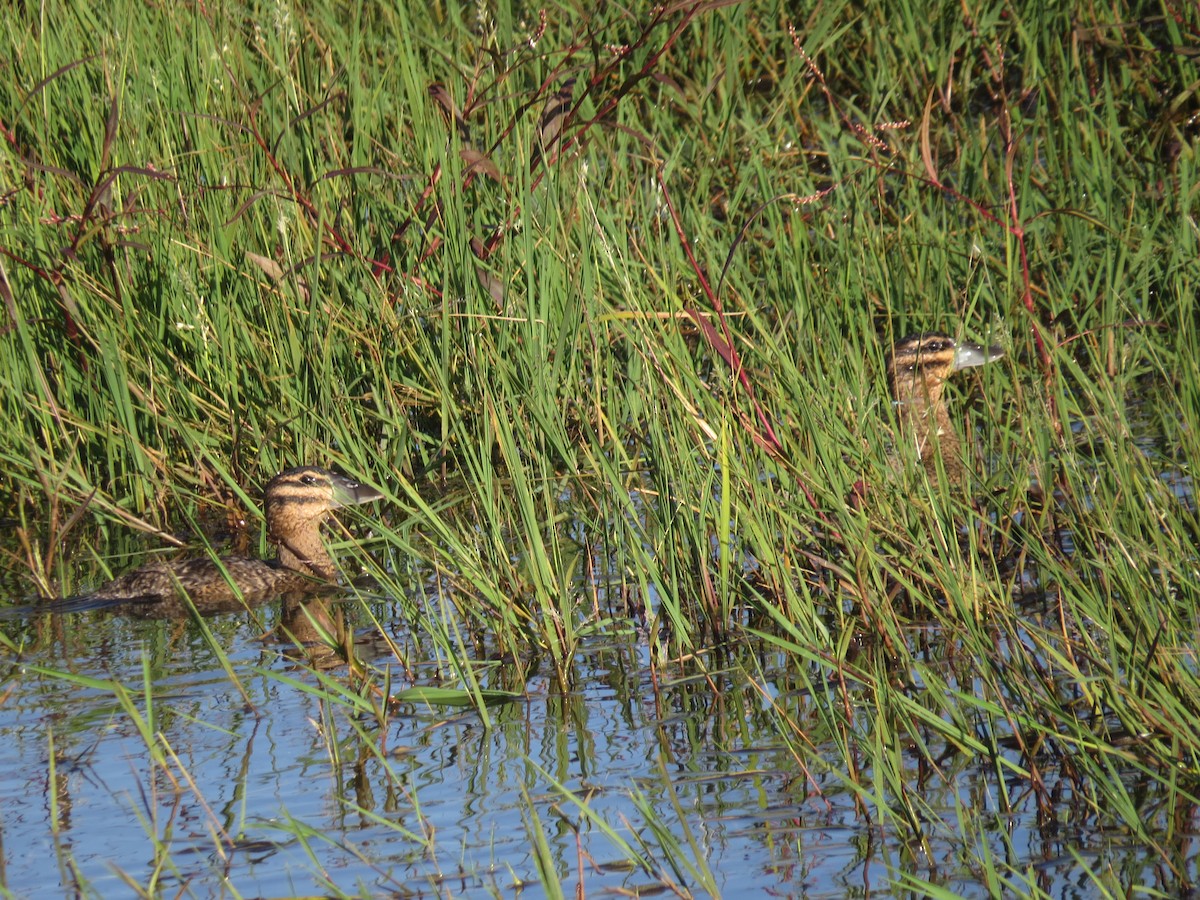 Masked Duck - ML651129931
