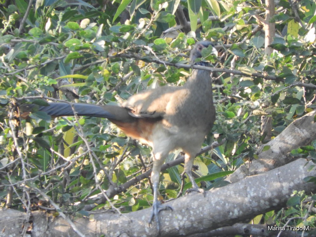 West Mexican Chachalaca - ML651129940