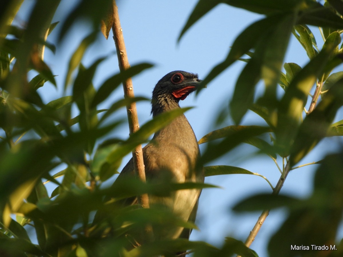 West Mexican Chachalaca - ML651129941