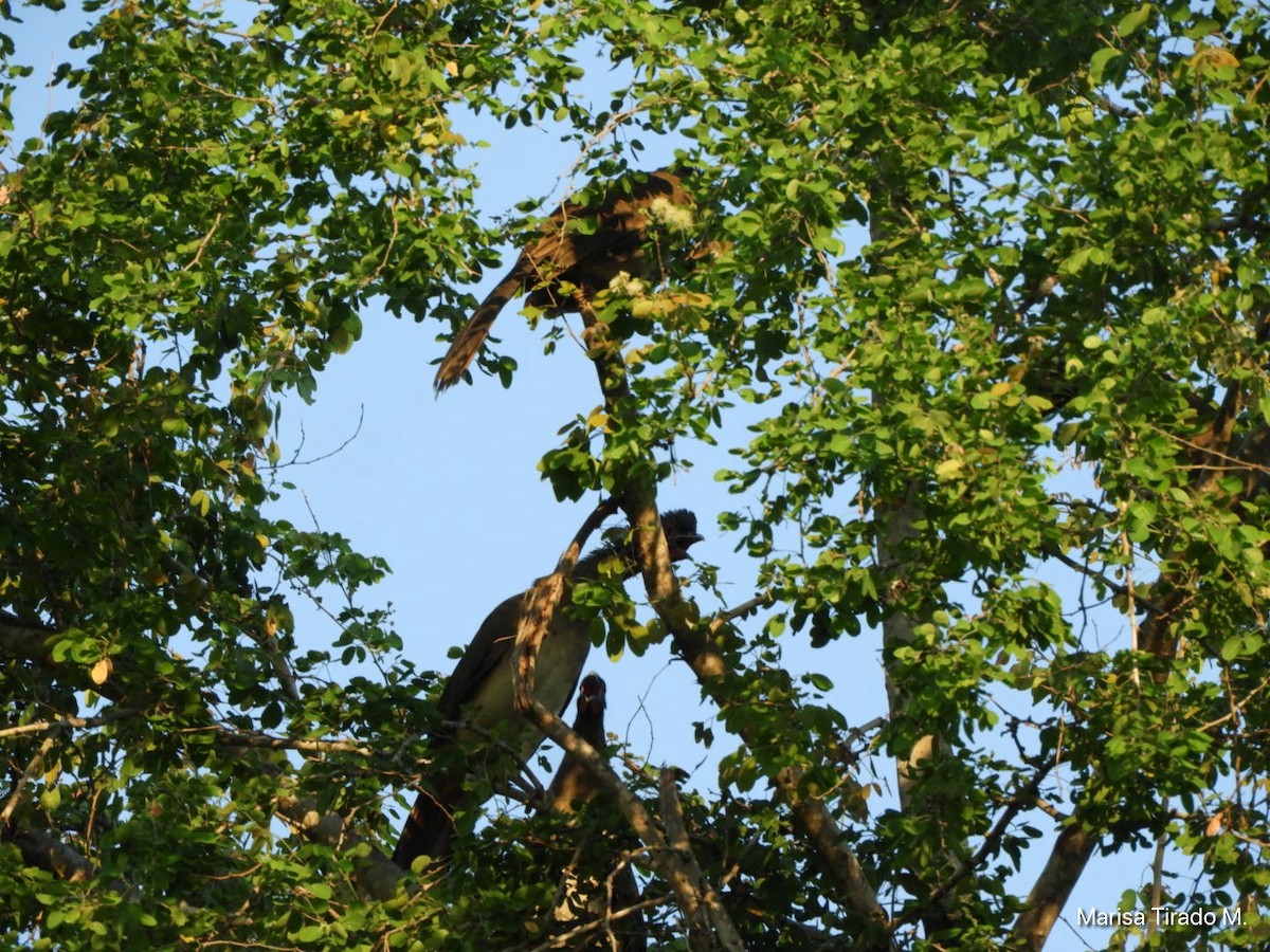 West Mexican Chachalaca - ML651129942