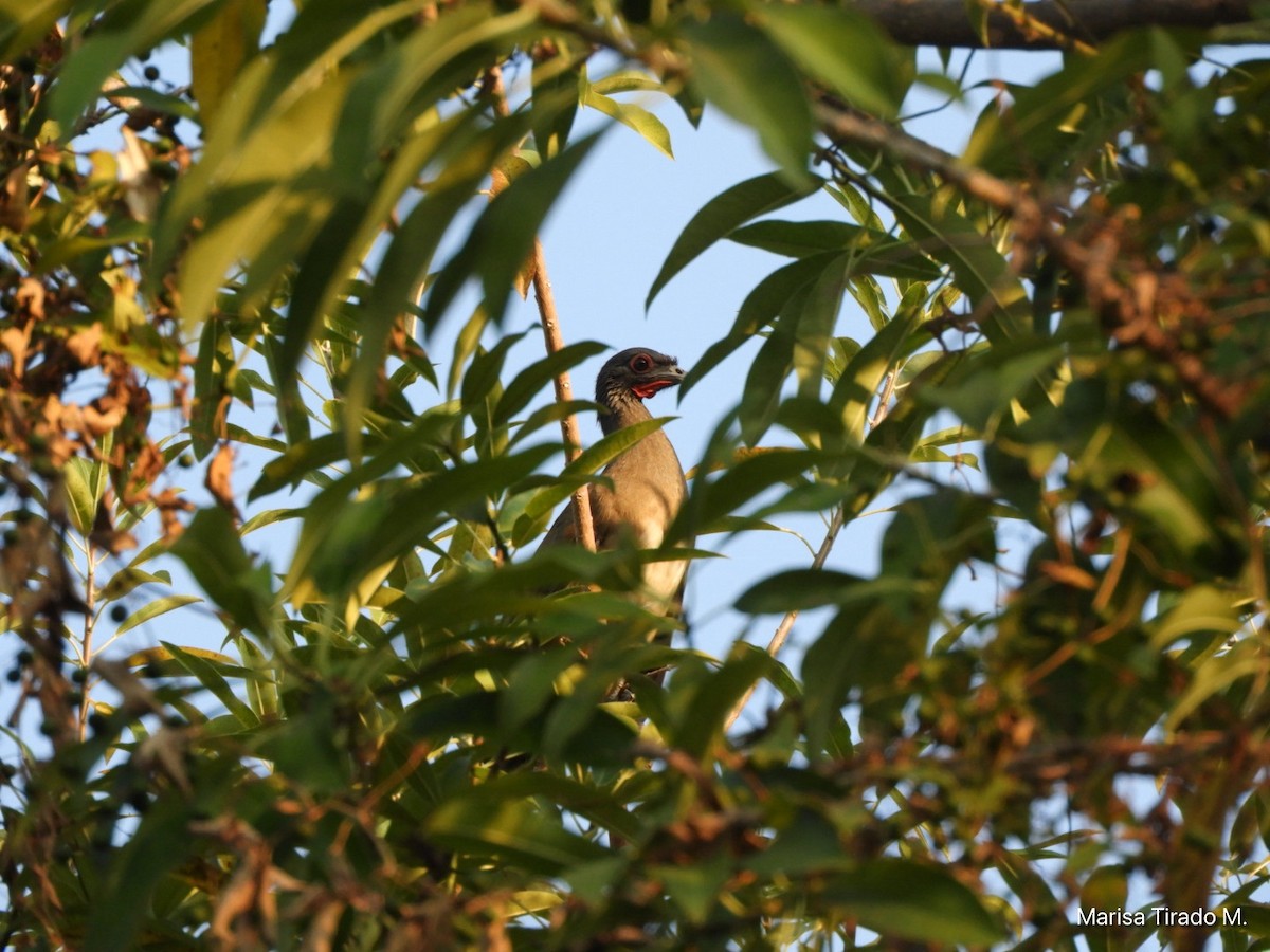 West Mexican Chachalaca - ML651129943