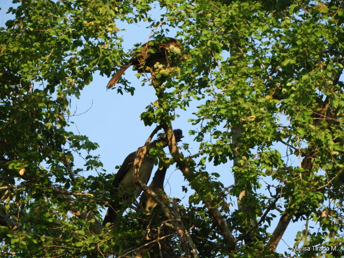 West Mexican Chachalaca - ML651129944