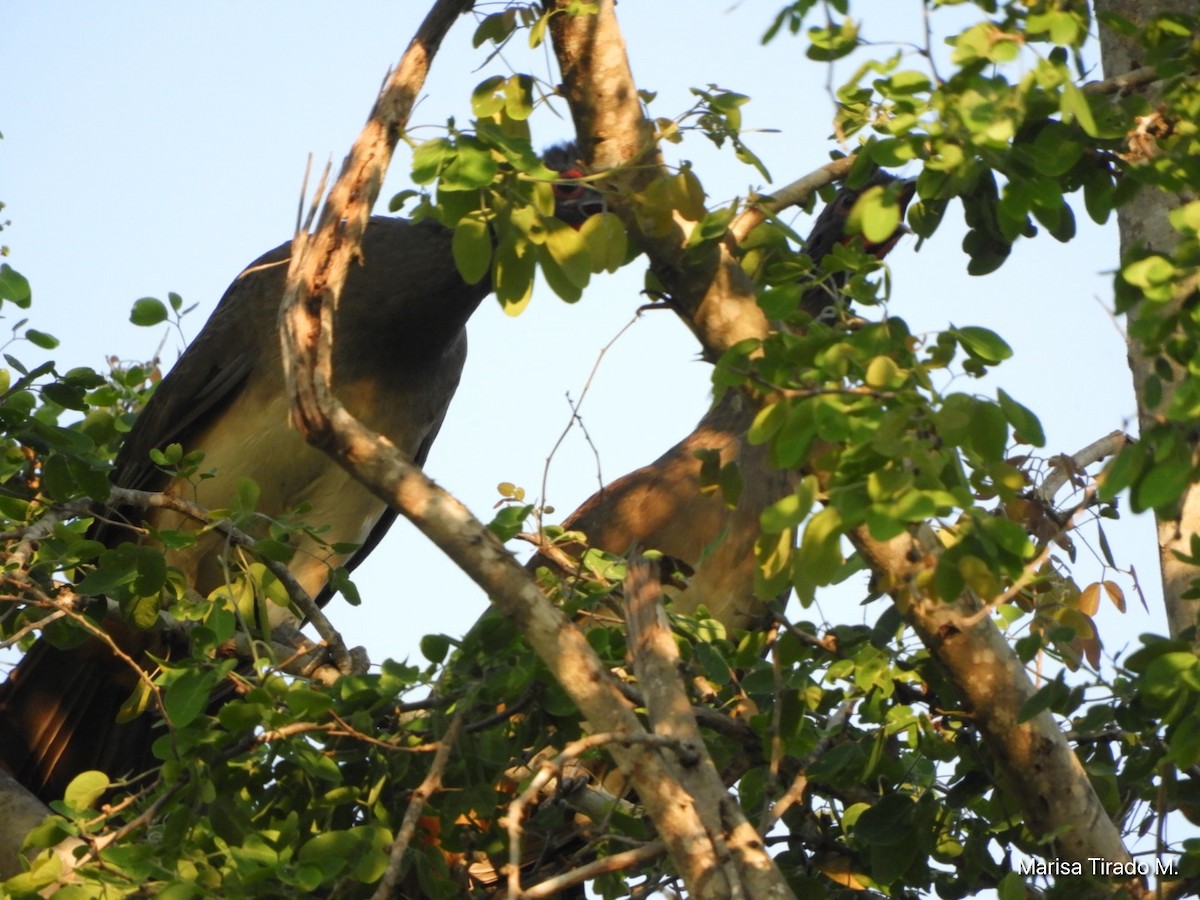West Mexican Chachalaca - ML651129945