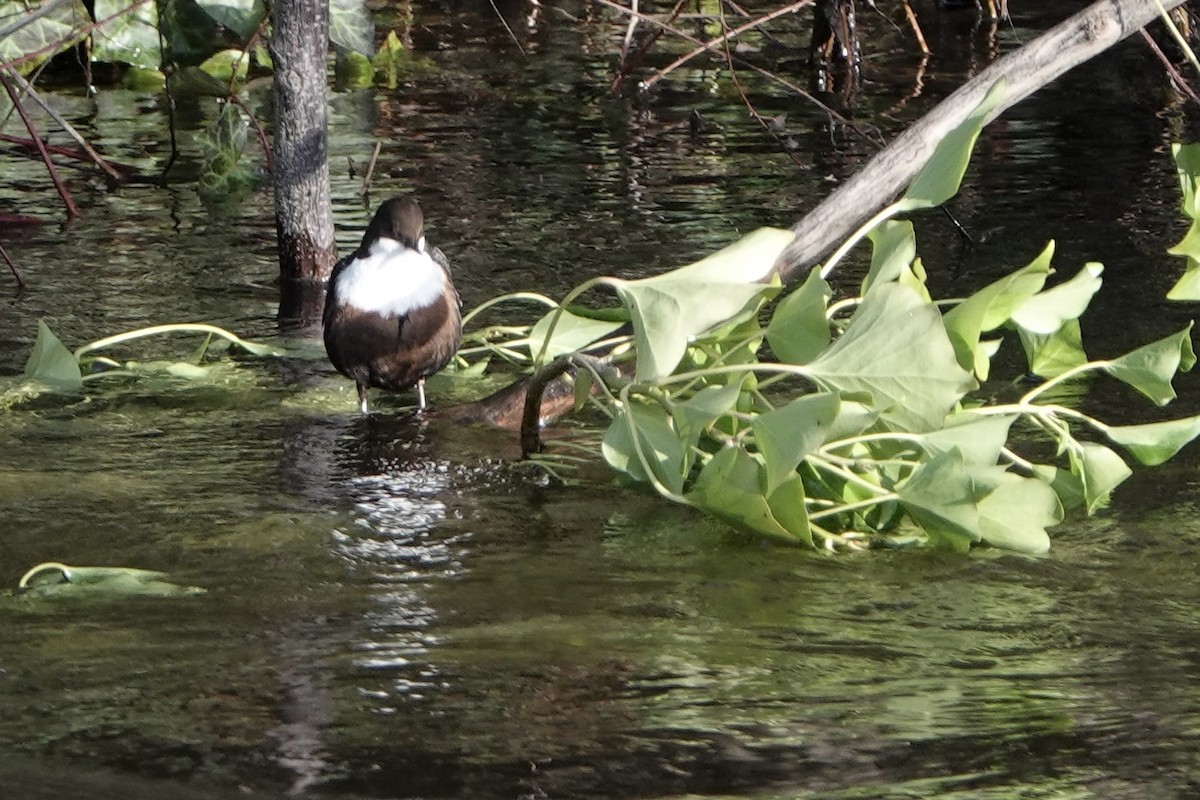 White-throated Dipper - ML651129947