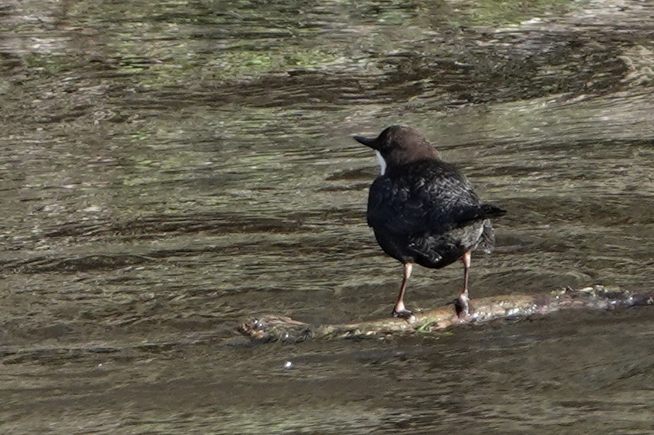 White-throated Dipper - ML651129948