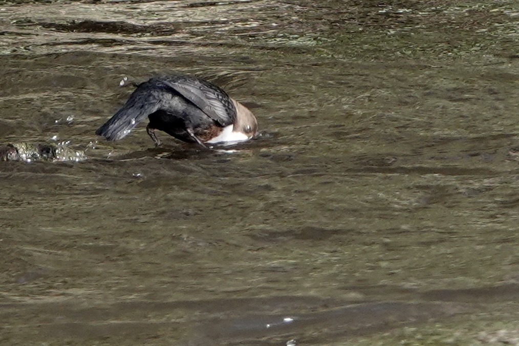 White-throated Dipper - ML651129949