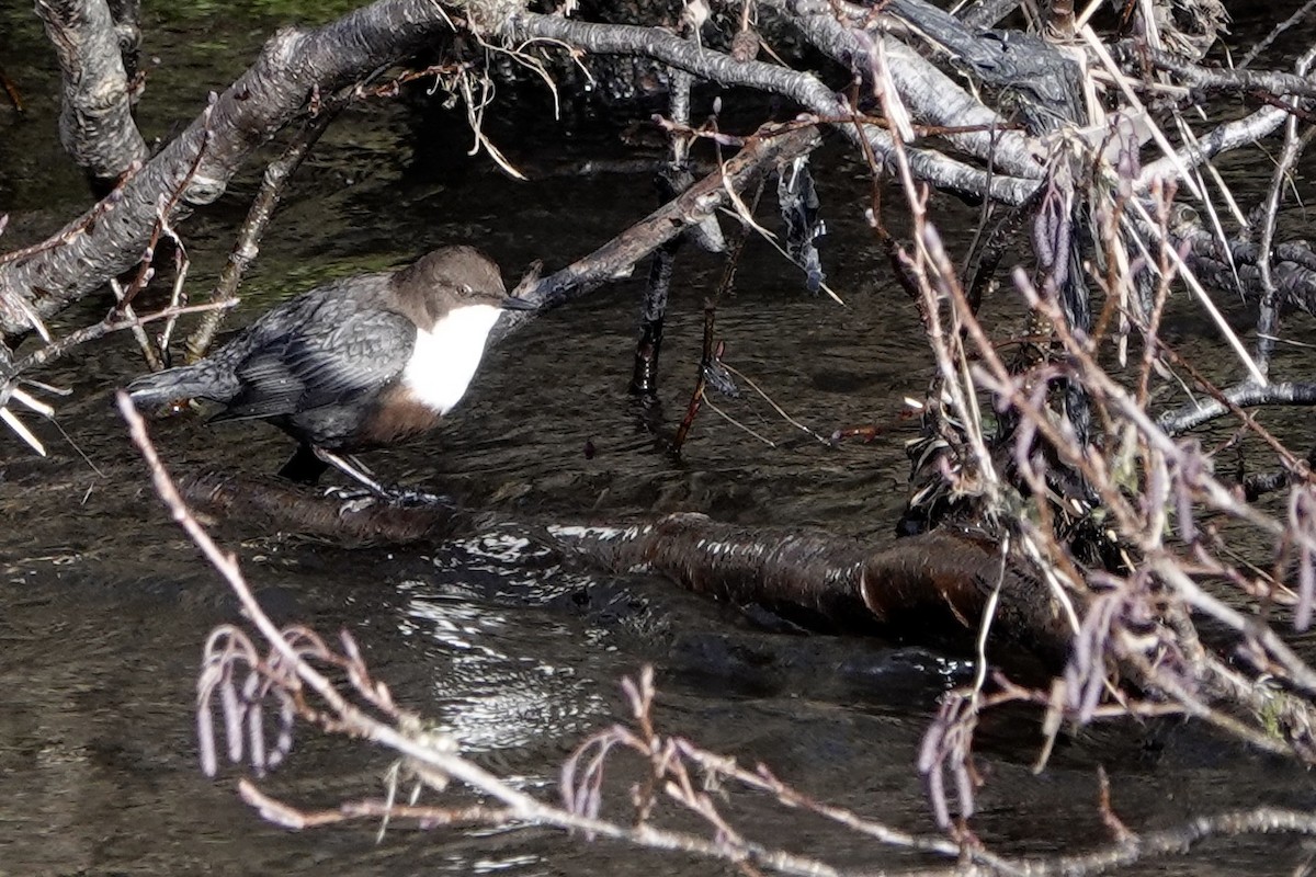 White-throated Dipper - ML651129950