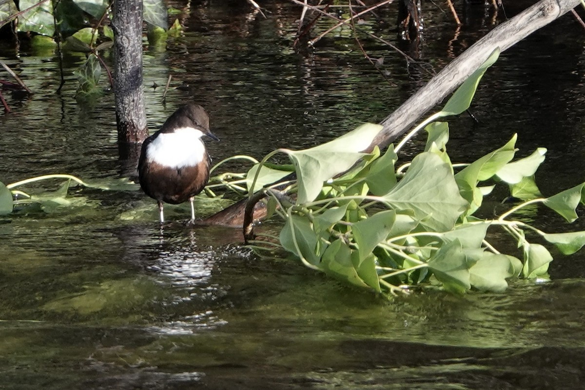 White-throated Dipper - ML651129951