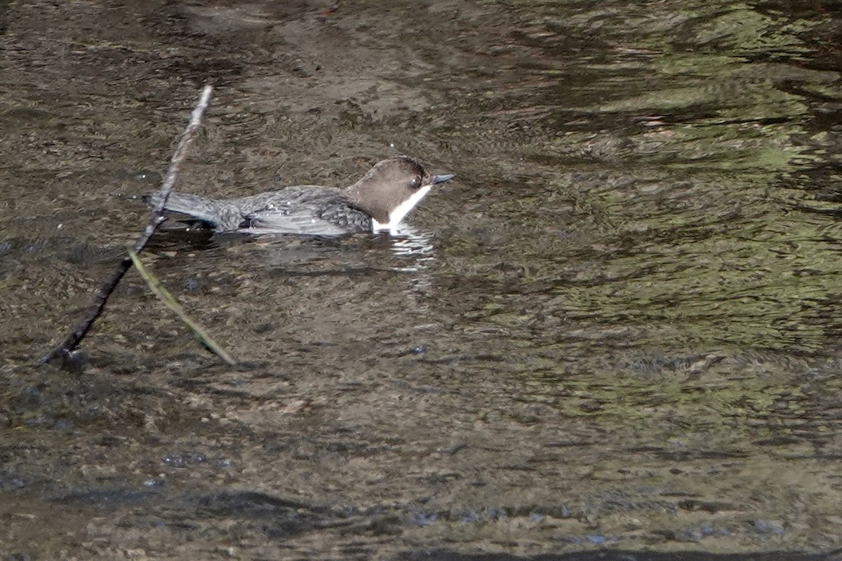 White-throated Dipper - ML651129952