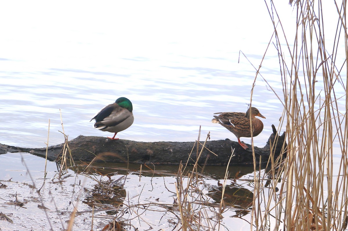 綠頭鴨 - ML651129954