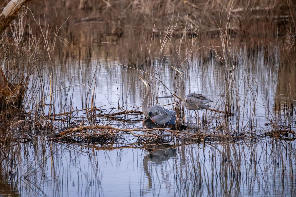 Great Blue Heron - ML651129957