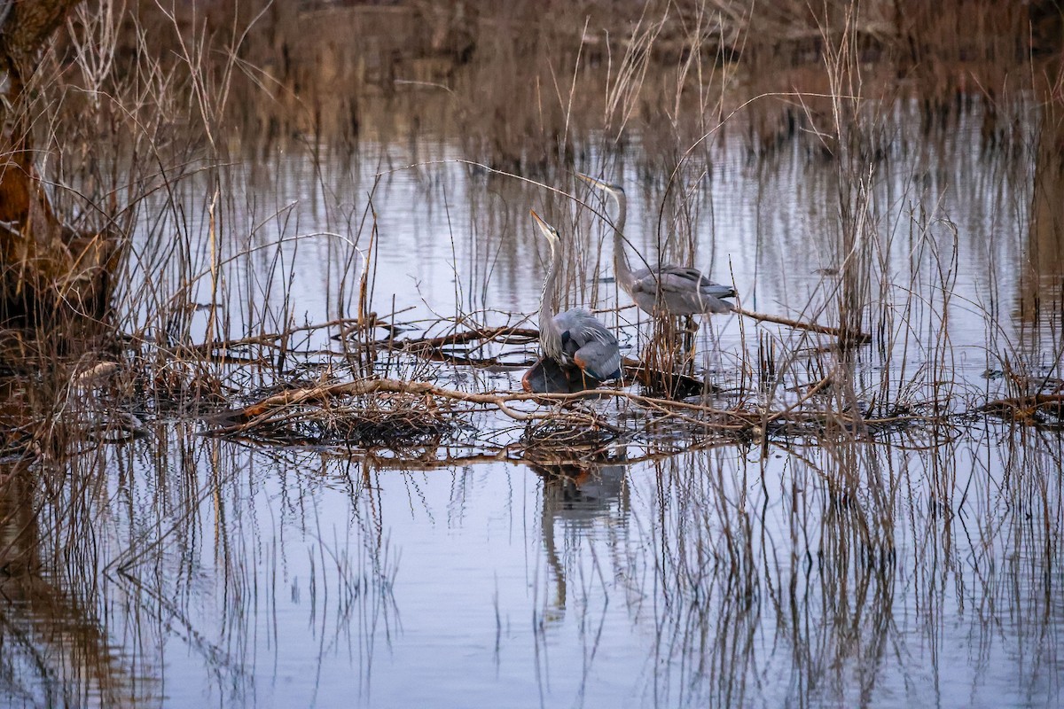 Great Blue Heron - ML651129958