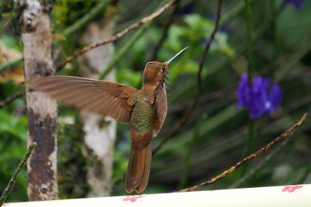 Bronzy Inca - ML651129959