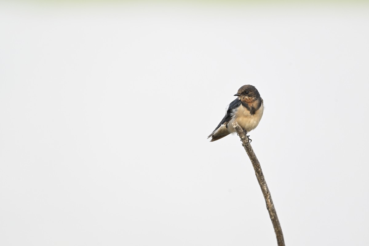 låvesvale - ML651129960