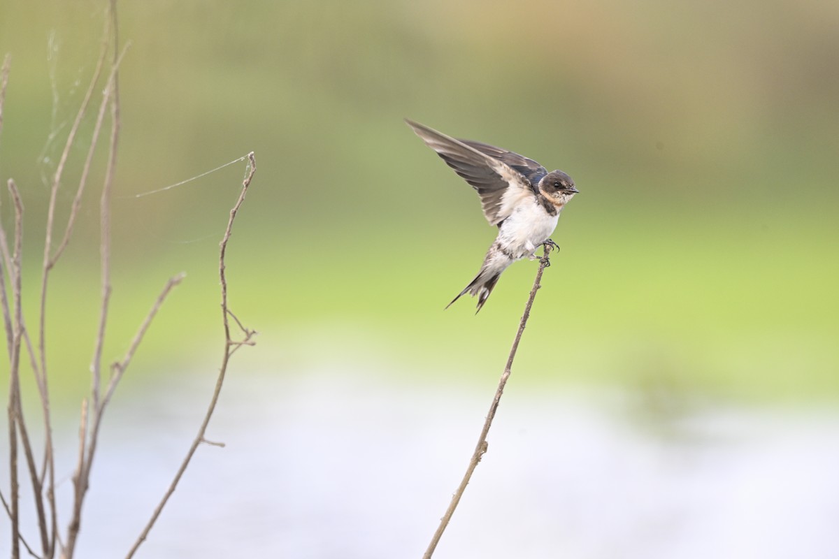 låvesvale - ML651129964