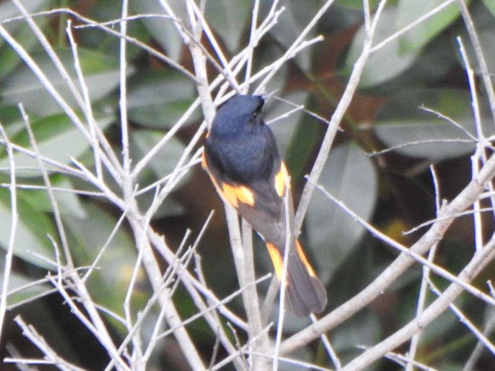 Горихвостковая древесница - ML651130196