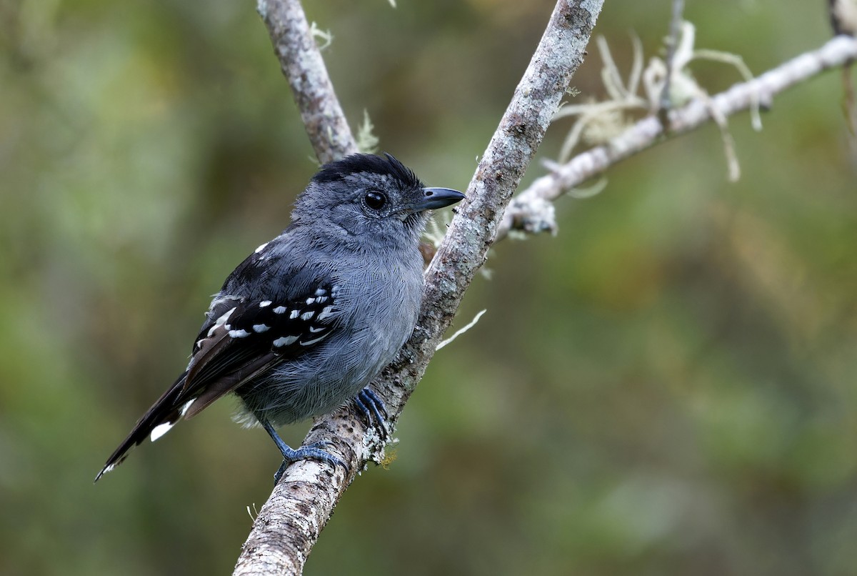 Değişken Karıncaavcısı - ML651130280