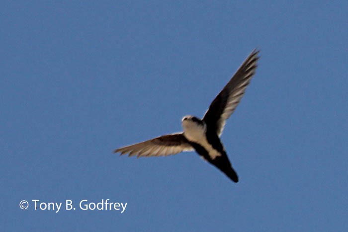 White-throated Swift - Tony Godfrey