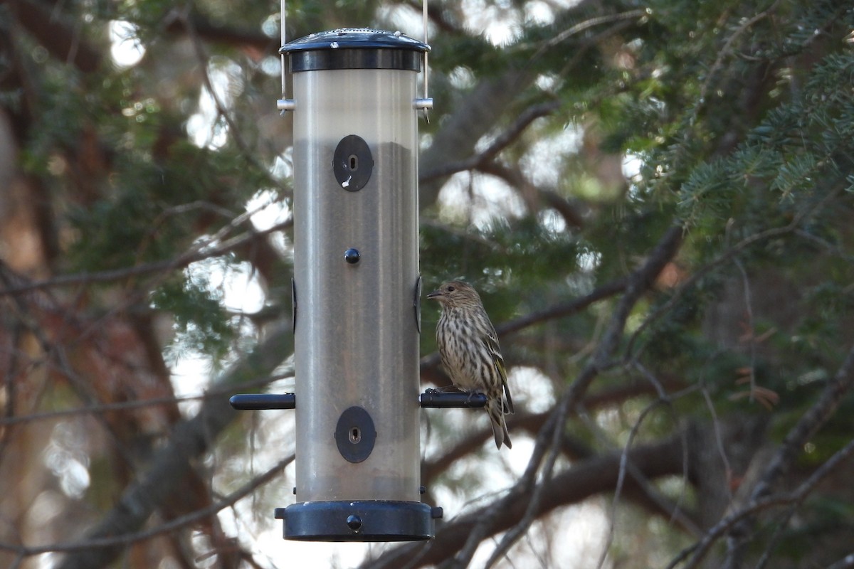 stripesisik - ML651131081